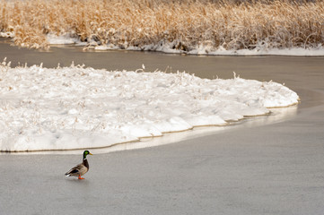 Mallard Duck Crossing Frozen Wetland.  A colorful mallard duck finds the waters frozen during an icy and snowy winter day in the Pacific Northwest.