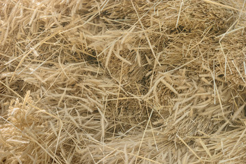Dry yellow hay, grass background