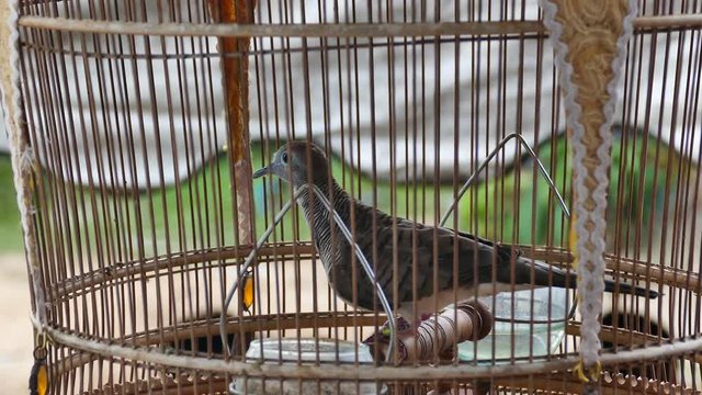 Raising birds in a cage.