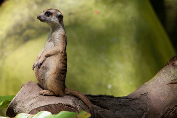 A meerkat standing guard 