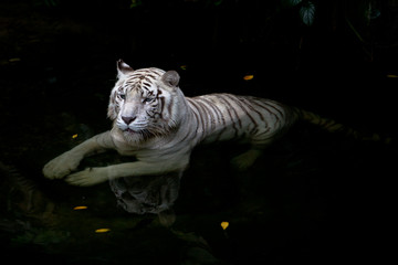 A white tiger bathing in a pool © kevin
