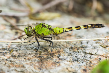 Green Dragonfly