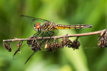 Dragonfly