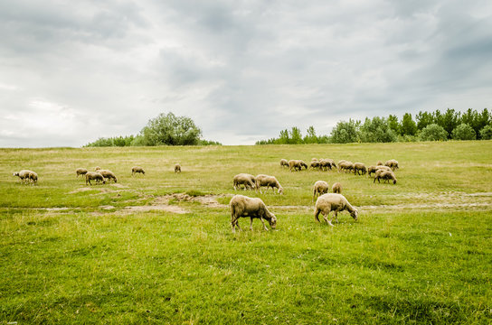 Sheep grazing on the spring