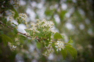 Fresh branch of a tree with flowers and leaves in the background of the garden