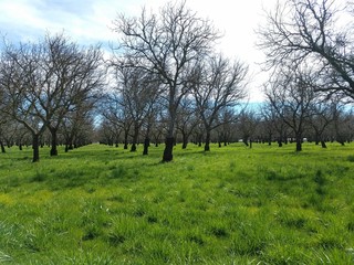 Walnut orchard