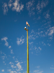 An aunsralian Galah Cockatoo, also know as a Cacatua roseicapilla, sitting on a green pole in the australian outback.