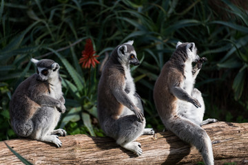 Morning Tour at Safari Ramat Gan