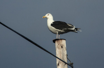 Havstrut en fågel som står på en trästolpe mot blå himmel