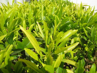 Obraz premium nature