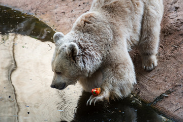 Morning Tour at Safari Ramat Gan