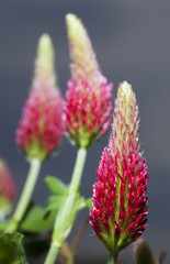Three red clover blooms