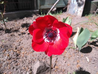 Obraz premium flower
