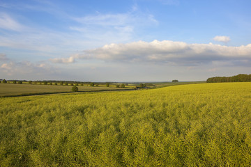 ripe oilseed rape crop