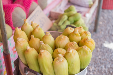 Stream fresh corn from farm for sell