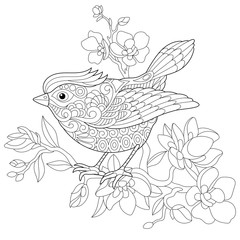 Coloring book page of sparrow bird sitting on apple blossoming tree branch. Freehand sketch drawing for adult antistress colouring with doodle and zentangle elements.