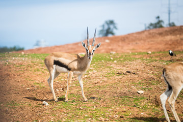 Morning Tour at Safari Ramat Gan