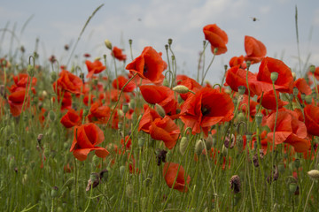 Poppy field