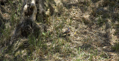 Obraz premium Chaffinch (Fringilla coelebs),