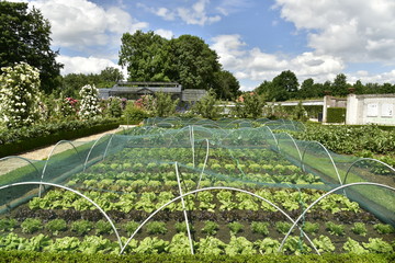 Vari&eacute;t&eacute; de salades sous protection anti-oiseaux au potager du ch&acirc;teau de Gaasbeek pr&egrave;s de Bruxelles
