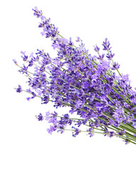 Bunch of lavender flowers on white background
