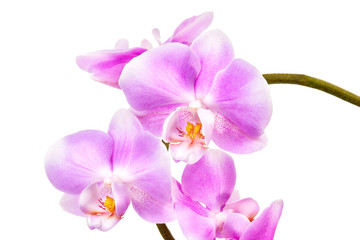 Naklejka na ściany i meble Pink orchid on white background