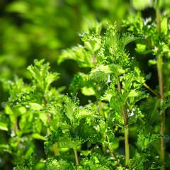 green peppermint in the garden