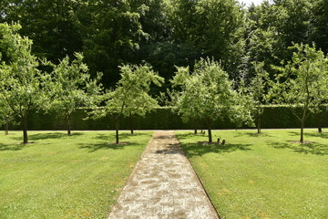 Jeunes pommiers au bout du verger au château de Gaasbeek près de Bruxelles