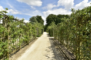 Fototapeta na wymiar Chemin entre les murs de plantes fruitières maintenues par des structures en bois au verger du château de Gaasbeek près de Bruxelles