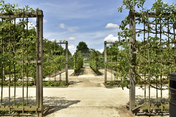 Arbres fruitiers maintenus dans les structures décoratives en bois au verger du château de Gaasbeek près de Bruxelles