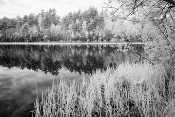 forest lake in hot summer day. infrared image