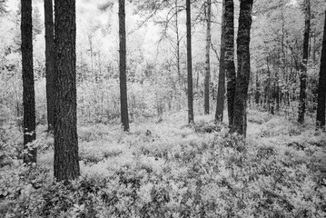 summer forest. infrared image