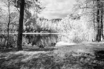 forest lake in hot summer day. infrared image