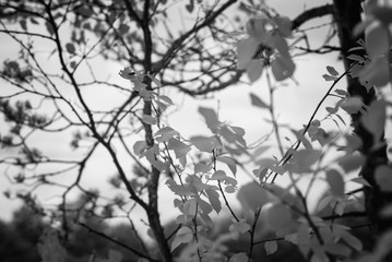 summer forest. infrared image