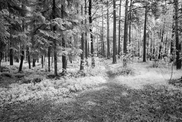 country gravel road in forest. infrared image