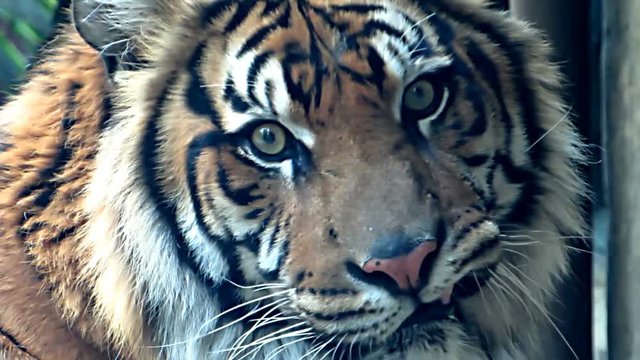 Tiger closeup 01