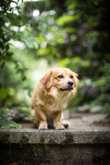 Hund genießt das Leben