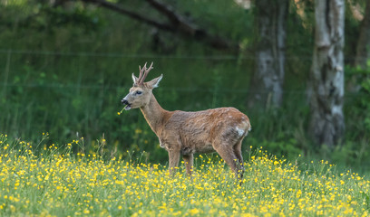 wildtiere © Klaus Haase 