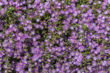 Fototapeta premium Fondo de flores.