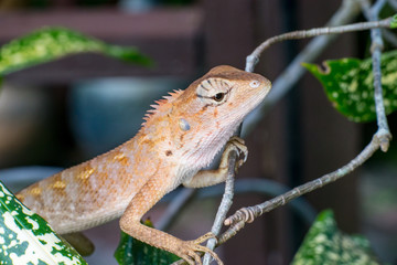 Female Oriental garden lizard (chordata: Sarcopterygii: reptilia: squamata: Agamidae: Calotes versicolor) climbing and crawling on a tree