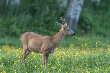bock auf wiese