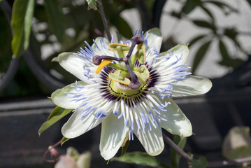 Passiflora caerulea (blue passionflower, bluecrown passionflower)