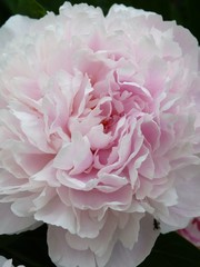 Pfingstrose nahaufnahme makro rosa sorte pastell