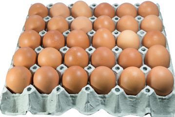 Lots of fresh eggs in the Panel for sale