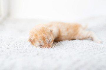 Orange little newborn kitten lying on the gray blanket near the window - 159980675