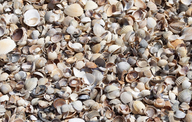 Background from shell