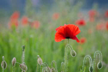 POPPY - Red flowers on a summer meadow