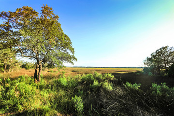 Charleston Salt Marsh