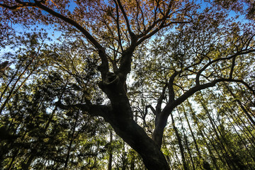 Tree in the forest