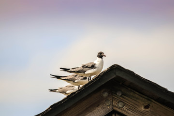 Birds on a Dock Roof